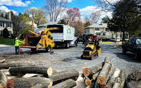 Why Choose Our Tree Removal Services in Olton, TX?