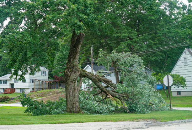 Professional  Tree Services in Olton, TX